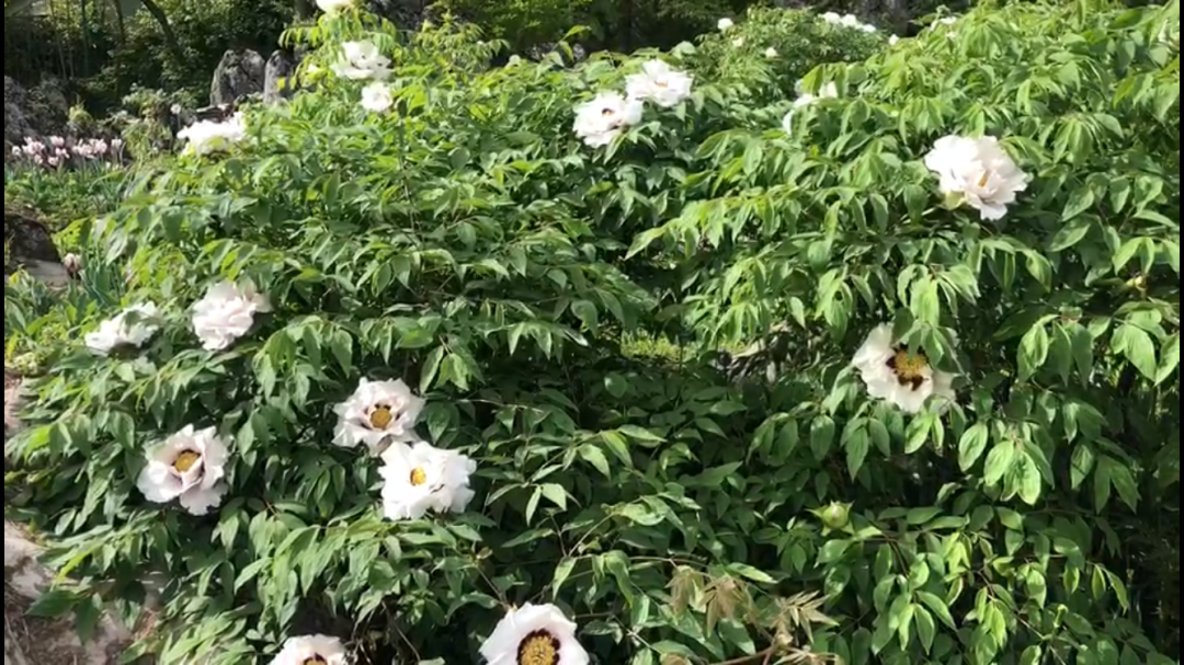 横冲旅游